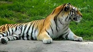 Мощный тигриный чих - смотреть видео (0:07)