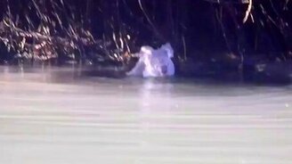 Любопытная коала - смотреть видео (1:50)