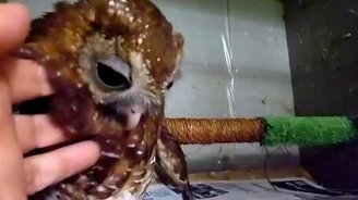 Совёнок балдёжник - смотреть видео (0:49)