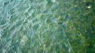 Дыхание Алтая - смотреть видео (14:42)