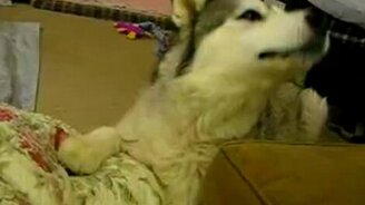 Пёс пародирует движок - смотреть видео (2:41)