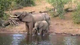 Схватка крокодила и слона - смотреть видео (0:23)