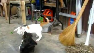 Петушок против котёнка - смотреть видео (0:14)