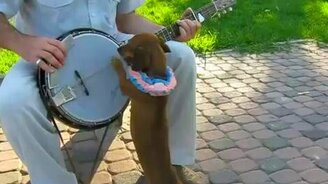 Такса играет на банджо - смотреть видео (0:13)