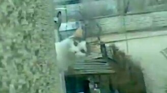 Гипнокот - смотреть видео (0:38)