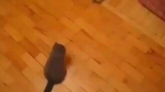 Котёнок каратист - смотреть видео (0:16)