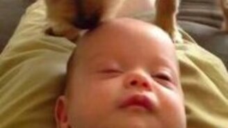 Собака-парикмахер для малыша - смотреть видео (0:25)