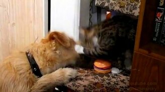 Это мой бутерброд! - смотреть видео (0:43)