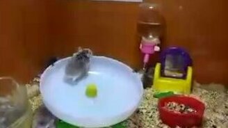 Безумные хомячки - смотреть видео (0:56)