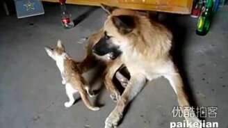 Дружелюбная собака и игривый кот - смотреть видео (1:26)