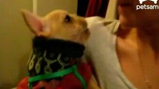 Пёс вместо ребёнка - смотреть видео (0:52)