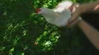 Нанопетух - смотреть видео (0:58)