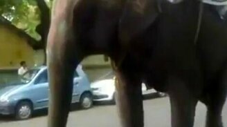 Велосипедист и слон - смотреть видео (0:16)