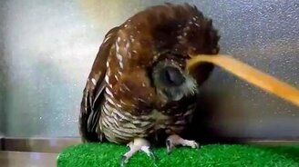 Чеши меня полностью! - смотреть видео (1:05)