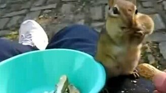 Жадный и глупый бурундук - смотреть видео (0:46)