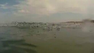 Рыбёшки спринтеры - смотреть видео (0:29)