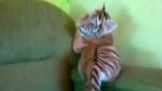 Псинка против тигрёнка - смотреть видео (1:04)