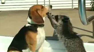 Покажи зубки! - смотреть видео (0:25)