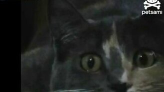 Кот распластался - смотреть видео (0:33)