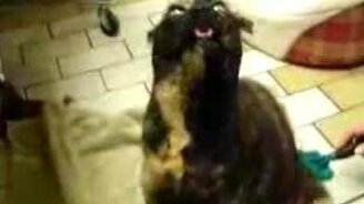 Ворчащий кот - смотреть видео (0:44)