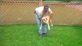 Радостный бульдог на батуте - смотреть видео (1:23)