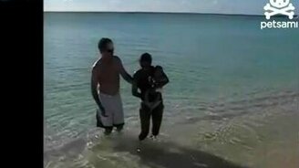 Неожиданная акула - смотреть видео (0:34)