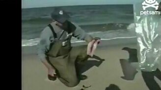 Проворные чайки - смотреть видео (0:38)