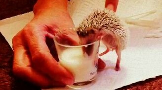 Ежонок трапезничает - смотреть видео (0:18)