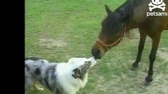 Взаимная любовь - смотреть видео (0:30)