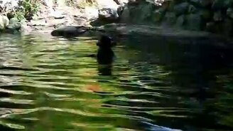 Поросёнок спас козлёнка - смотреть видео (0:29)