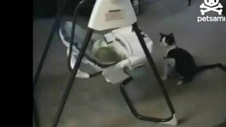 Кот убаюкивает малыша - смотреть видео (0:30)