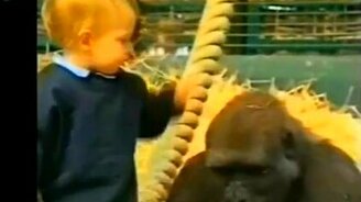 Горилла усыновила мальчика - смотреть видео (1:27)