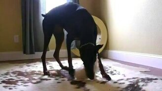 Котёнок против добермана - смотреть видео (1:09)