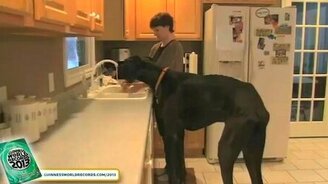 Просто огромный пёс! - смотреть видео (2:24)