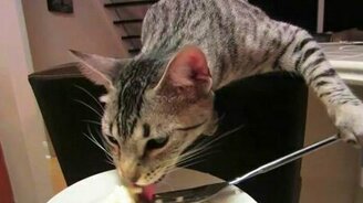 Культурный кошак - смотреть видео (0:35)