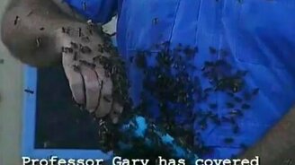 Бесстрашный пчеловод - смотреть видео (1:16)