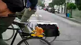 Забавная белочка на велике - смотреть видео (0:13)