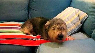 Обчихался бедный пёс - смотреть видео (0:53)