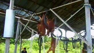 Орангутан атакует! - смотреть видео (0:21)