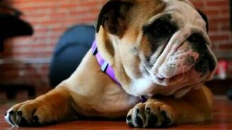 Бульдог размышляет... - смотреть видео (1:27)