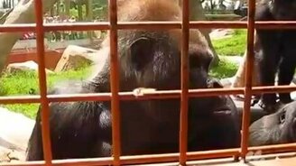 Горилла и гусеница - смотреть видео (0:35)