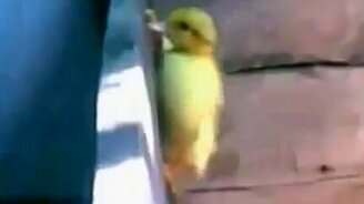 Эпический побег утёнка - смотреть видео (1:04)