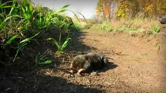 А вы видели крота? - смотреть видео (1:05)