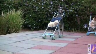 Собаки и коляски - смотреть видео (0:53)