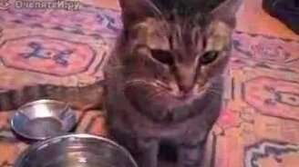 Странно пьёт из миски - смотреть видео (0:34)