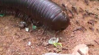 Многоножка и муравьи - смотреть видео (0:41)