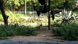 Обезьянка покайфовала - смотреть видео (0:19)