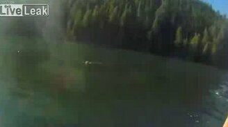 Пума переплывает озеро - смотреть видео (1:08)