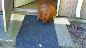 Откормила таксу - смотреть видео (1:20)