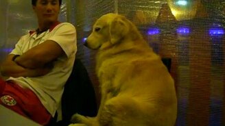 Ему бы прилечь... - смотреть видео (0:57)